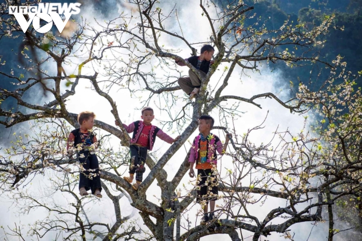 Highland children have fun in forest of white plum blossoms